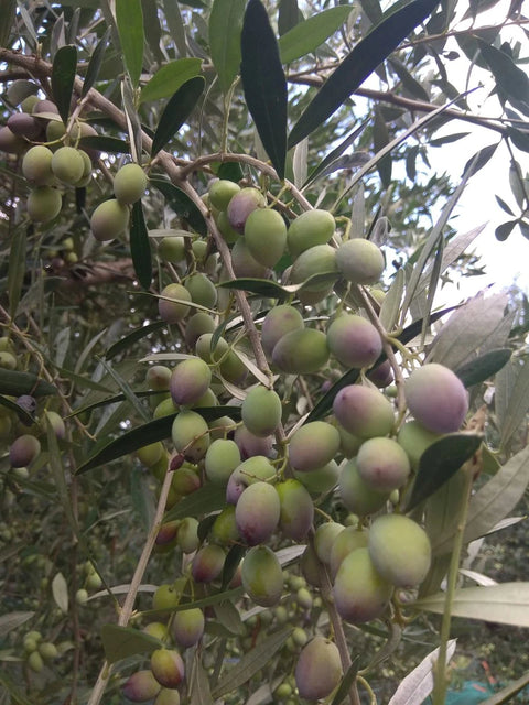 BIO Oliven für das Elidio BIO Olivenöl direkt am Baum. Grüne und violette leuchtende Farben.