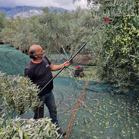 Niko bei der Olivenernte mit dem Handrüttler in der Messara auf Kreta